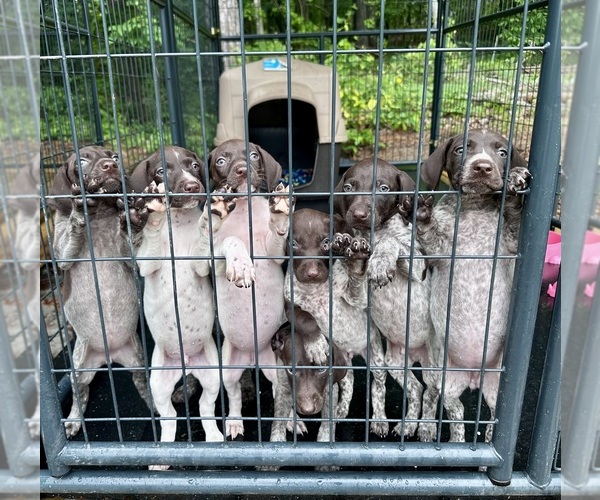 View Ad German Shorthaired Pointer Litter of Puppies for Sale near