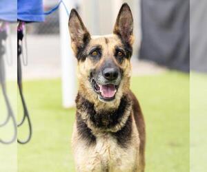 German Shepherd Dog Dogs for adoption in Camarillo, CA, USA