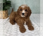 Small #1 Cavapoo