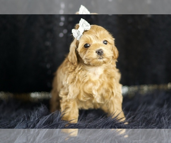 Medium Photo #2 Maltipoo Puppy For Sale in WARSAW, IN, USA