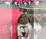 Small Photo #2 German Shorthaired Pointer Puppy For Sale in JAMESTOWN, KY, USA