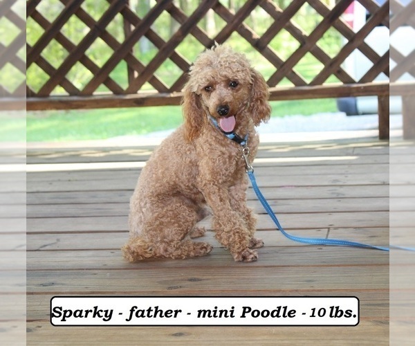 Medium Photo #1 Cockapoo (Miniature) Puppy For Sale in CLARKRANGE, TN, USA