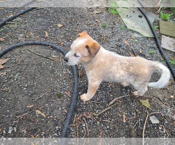 Medium Photo #3 Australian Cattle Dog Puppy For Sale in TOWNSEND, DE, USA