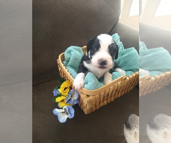 Medium Photo #2 Bernedoodle Puppy For Sale in CALHAN, CO, USA