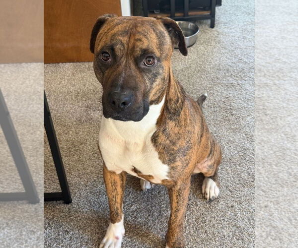 Medium Photo #7 American Staffordshire Terrier-Mastiff Mix Puppy For Sale in Chester, VA, USA