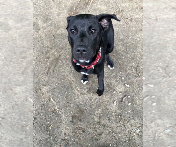 Medium Photo #29 Labrador Retriever Puppy For Sale in Brewster, NY, USA