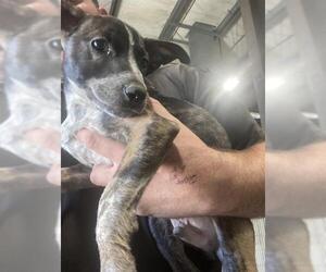 American Pit Bull Terrier Dogs for adoption in Bakersfield, CA, USA