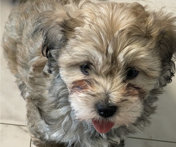 Medium Photo #17 Maltipoo Puppy For Sale in PALMDALE, CA, USA