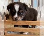 Small #2 Miniature Australian Shepherd