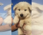 Small Photo #4 Alaskan Malamute-Wolf Hybrid Mix Puppy For Sale in PEARCE, AZ, USA