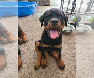 Rottweiler Puppy for sale in BIG BEAR CITY, CA, USA