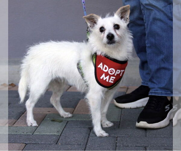 Medium Photo #4 Mutt Puppy For Sale in Mission Viejo, CA, USA