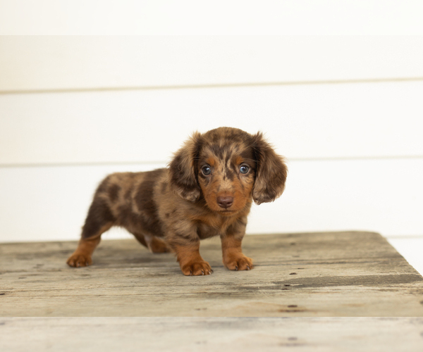 Medium Photo #3 Dachshund Puppy For Sale in MILFORD, IN, USA