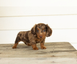 Small #2 Dachshund