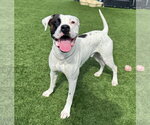 Small #8 Boxer Mix
