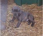 Small #2 Cane Corso