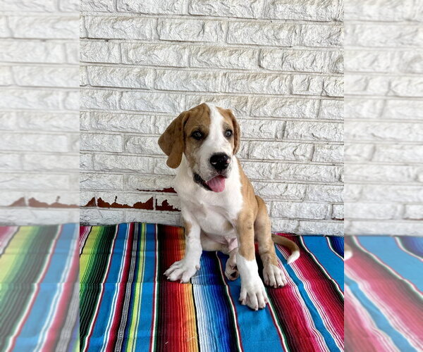 Medium Photo #7 Great Dane-Unknown Mix Puppy For Sale in OKLAHOMA CITY, OK, USA