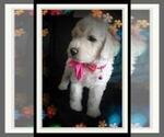 Small Photo #106 Sheepadoodle Puppy For Sale in RIALTO, CA, USA