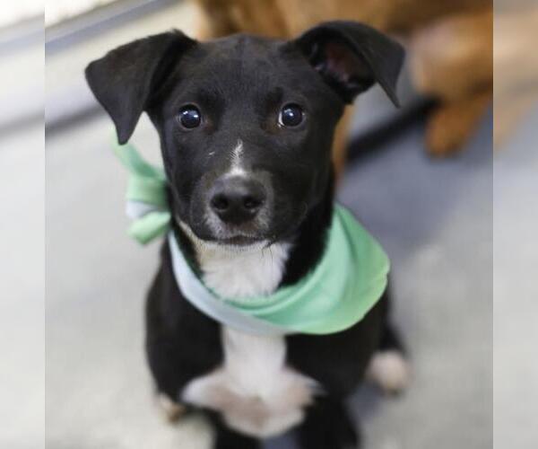 Medium Photo #1 Labrador Retriever-Unknown Mix Puppy For Sale in San Antonio, TX, USA