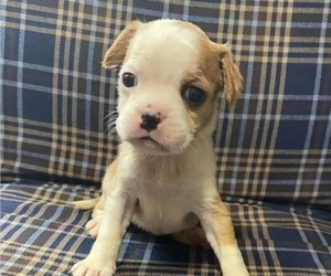 Boston Terrier-Cavalier King Charles Spaniel Mix Puppy for sale in HICKORY, NC, USA