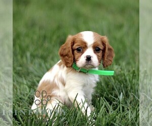 Cavalier King Charles Spaniel Puppy for sale in KINZERS, PA, USA