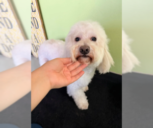 Bonbon in TX - Male Maltese-Unknown Mix Dog for Adoption - Photo #4