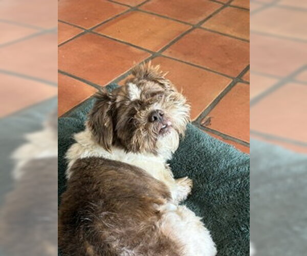 Medium Photo #6 Shih Tzu Puppy For Sale in San Diego, CA, USA