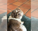 Small #5 Shih Tzu