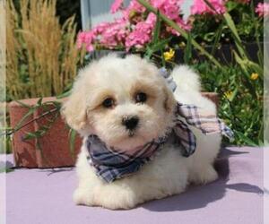 La-Chon Puppy for sale in ORO VALLEY, AZ, USA