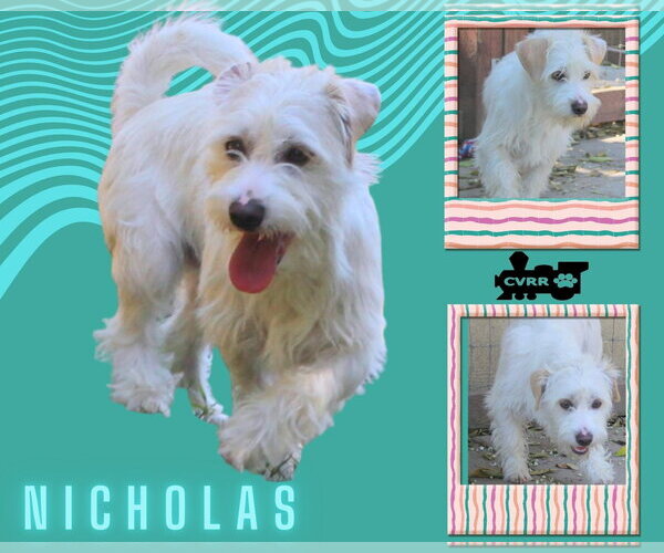 Medium Photo #1 Mutt Puppy For Sale in Lindsay, CA, USA