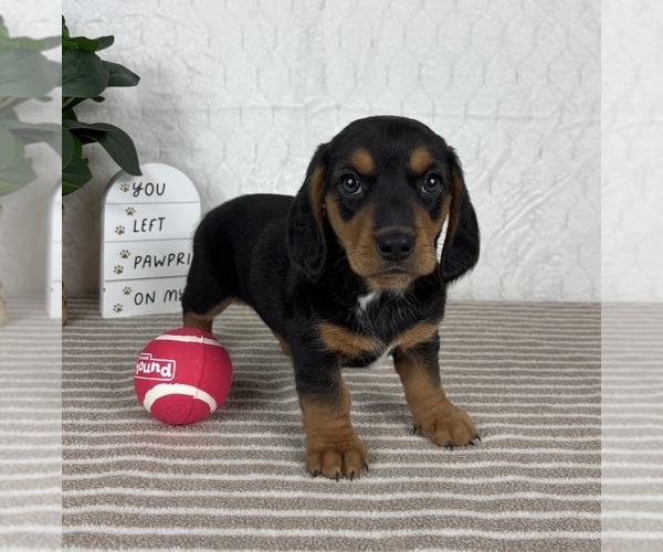 Medium Photo #5 Dachshund Puppy For Sale in FRANKLIN, IN, USA
