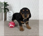 Small #4 Dachshund