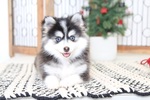 Small Photo #5 Pomsky Puppy For Sale in NAPLES, FL, USA