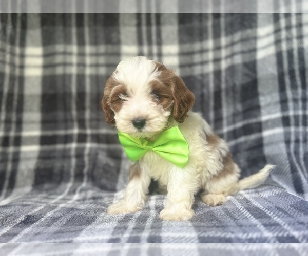 Medium Photo #10 Cavapoo Puppy For Sale in LAKELAND, FL, USA
