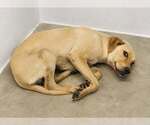 Small #1 Labrador Retriever Mix