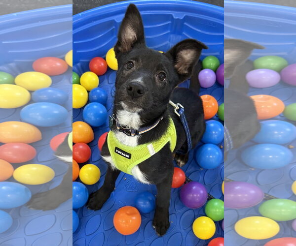 Medium Photo #1 Border Collie-Unknown Mix Puppy For Sale in Clarkston, MI, USA