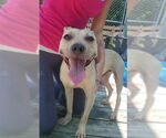 Small #8 American Pit Bull Terrier