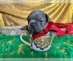 Small Photo #75 French Bulldog Puppy For Sale in HAYWARD, CA, USA