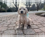 Puppy Sunny Blu Mastiff