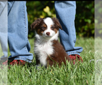Small #4 Miniature Australian Shepherd