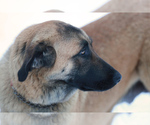 Small Photo #6 Estrela Mountain Dog Puppy For Sale in Cherryville, British Columbia, Canada