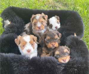 Yorkshire Terrier Litter for sale in MODESTO, CA, USA