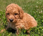 Small #7 Poodle (Miniature)