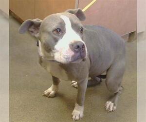 Mutt Dogs for adoption in Sacramento, CA, USA