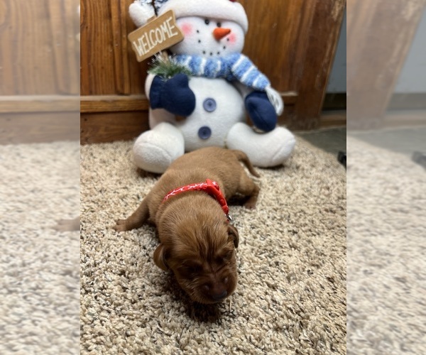 Medium Photo #12 Labrador Retriever Puppy For Sale in NEOLA, WV, USA