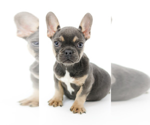 French Bulldog Puppy for sale in ALCOLU, SC, USA
