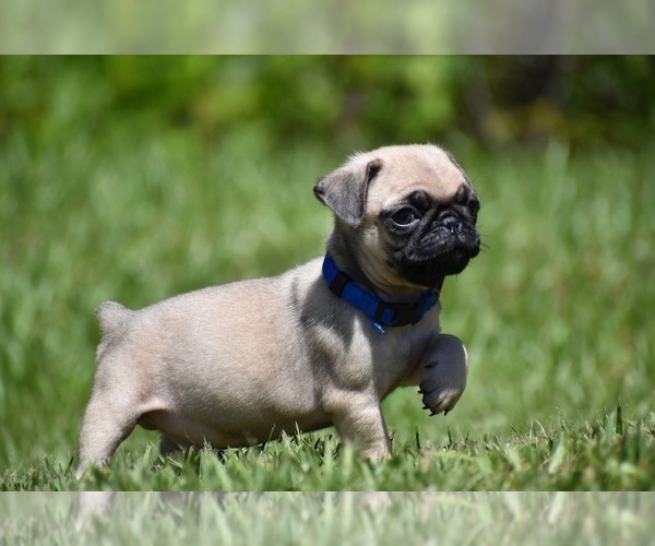 Medium Photo #3 Pug Puppy For Sale in PALM COAST, FL, USA