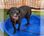 Small Labrador Retriever Mix