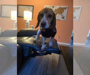 Beagle Dogs for adoption in Tampa, FL, USA