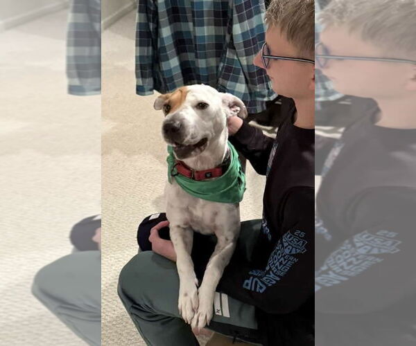 Medium Photo #7 Basset Hound-Unknown Mix Puppy For Sale in Westwood, NJ, USA